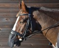 Hy Nose Shield